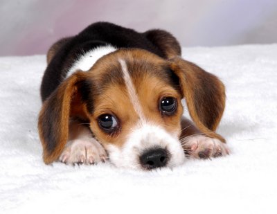 beagle-puppy-4002.jpg
