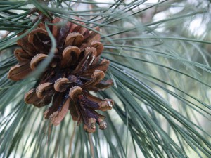 Πεύκο(pine): αειθαλές, ρητινοφόρο, κωνοφόρο δέντρο  που ανήκει στην οικογένεια των Πευκοειδών