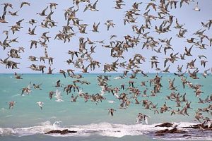 405px Waders in flight Roebuck Bay