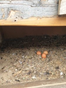 IMG a177fbf1f190a0a93a2e91df3eddee7e V