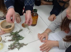 herbs 18