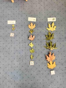 d93666f7 ef5d 4c7d 92e1 c5cf2db231df