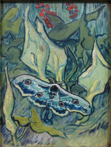 WLANL artanonymous Nachtpauwoog