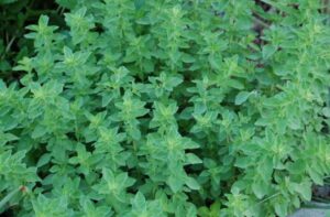 oregano 600x394 1