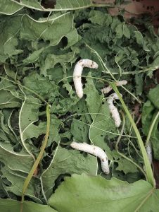 IMG a404bf906cfee380c4fdc0555389dba1 V