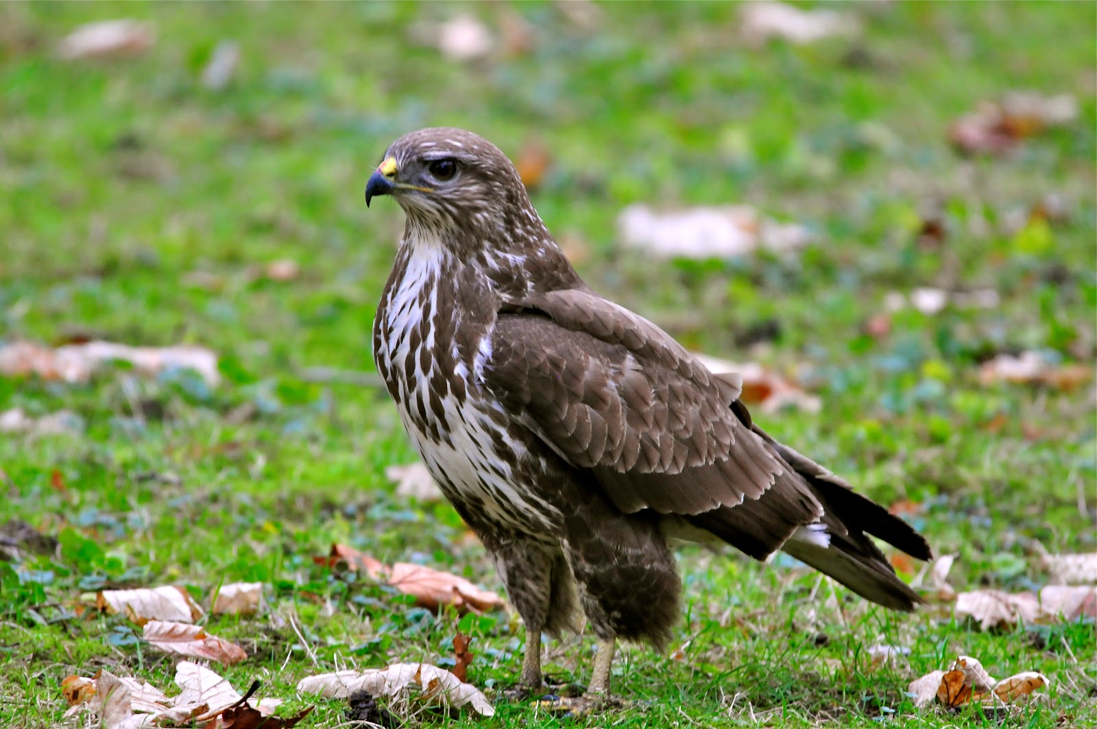 Buteo buteo