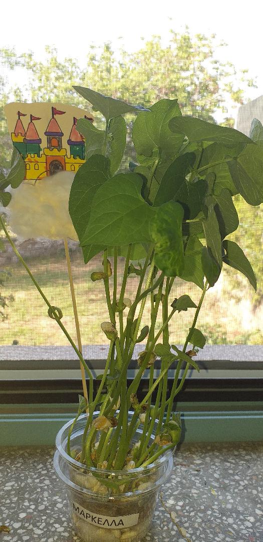 ΜΑΘΑΙΝΩ ΓΙΑ ΤΑ  ΚΑΣΤΡΑ