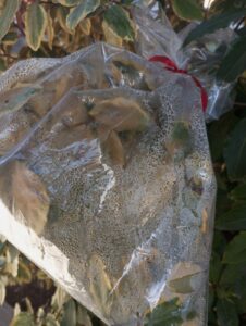 ΦΥΛΛΟ ΠΕΙΡΑΜΑ