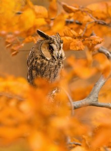 animals-autumn-photography-2__880