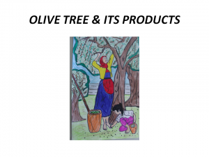 olive tree project