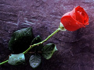 Red-Rose-Free