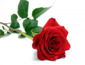 red_rose