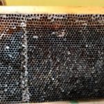 47c7a5c1 9e6f 4c33 ad68 b11e809988f3