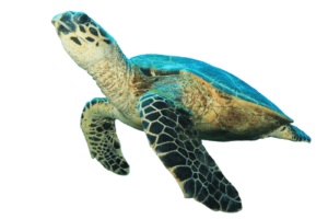 Turtle Transparent Free PNG