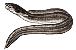 illustration of snake sea