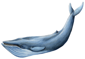 the blue whale wallpapers 0