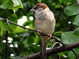 sparrow bird close feather thumb