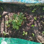 IMG 909c11d12d7c93711a0cc2ce30f5e622 V