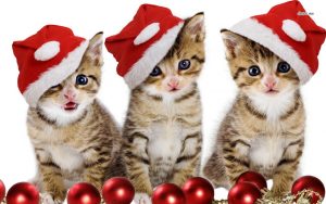 cat christmas wishes