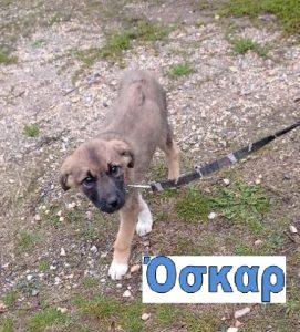 OSKAR3