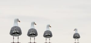 seagulls 2662550 1280