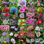 flower-names-1024×768