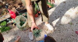 ΑΡΩΜΑΤΙΚΟ ΦΥΤΟ