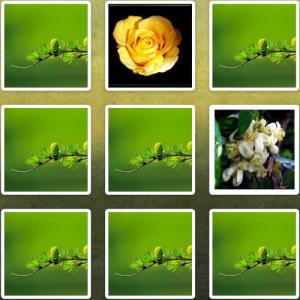 flowers-pair_v1.0.jpg_teaser