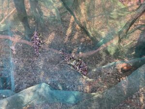 received 879278244395122