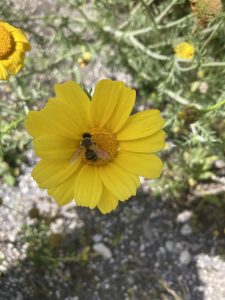 Messenger creation 7C7512C3 4E58 44E8 9434 3A8E788D61F2