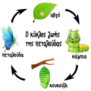 the butterfly cycle the life ελ