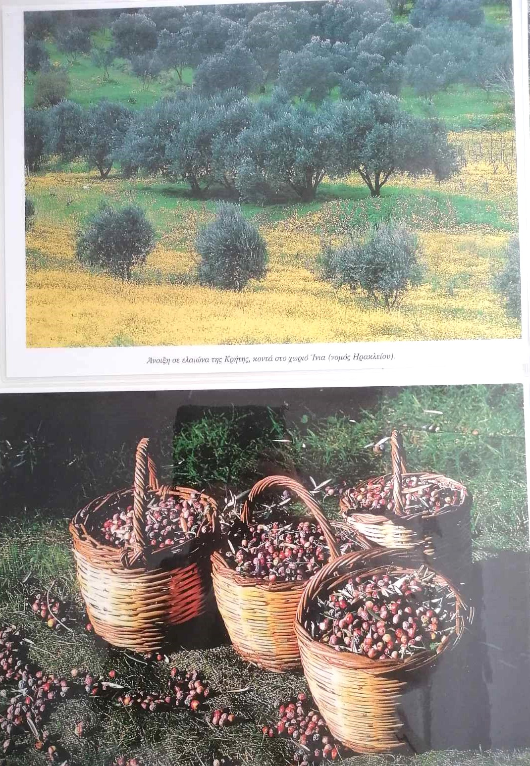 ΕΛΑΙΩΝΑΣ 2