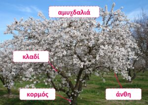 Η ΑΜΥΓΔΑΛΙΑ ΛΙΣΤΕΣ ΑΝΑΦΟΡΑΣ Σελίδα 2 1