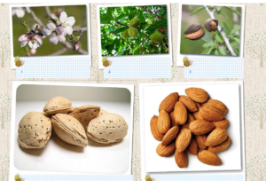 ΚΥΚΛΟΣ ΖΩΗΣ ΑΜΥΓΔΑΛΙΑΣ