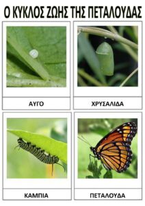 1 Ο ΚΥΚΛΟΣ ΖΩΗΣ ΤΗΣ ΠΕΤΑΛΟΥΔΑΣ Σελίδα 4 2