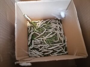 ΚΑΜΠΙΑ ΚΟΥΚΟΥΛΙ