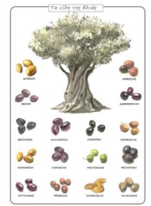 ποικιλιες ελιας