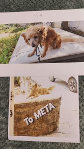 IMG 1ad2ae624337adcb5c654a00f6894bc2 V