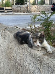 IMG d8ac8b79135a1746d3621681e6cec8d4 V