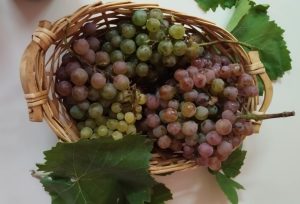 1968c15d 470c 4ad9 a670 7860f320d957 1