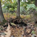 IMG 21f9a036d34356e732985fbe8902e11b V