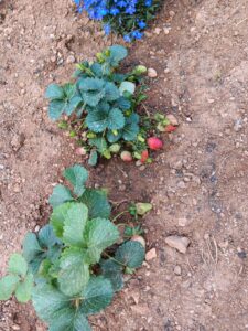 IMG 2e163e4ceaeeeec4eb20c9655839a12e V 1