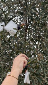 IMG 465cd9a020f52dcb876e23e85aee6624 V