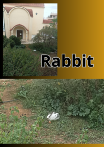 Rabbit 1