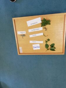 ΑΝΤΙΣΤΟΙΧΙΣΗ ΒΟΤΑΝΑ ΛΕΞΗ