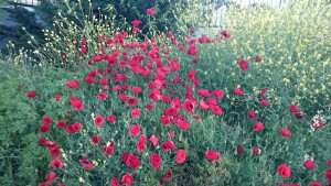 Παπαρούνες, έξω από σχολείο, Απρίλιος 2015 (3)