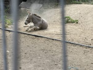 IMG 3513
