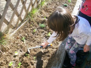 φυτεύουμε βολβούς και λαχανικά στον κήπο 002