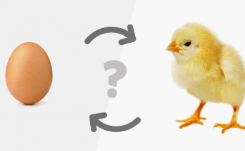 Chicken_egg