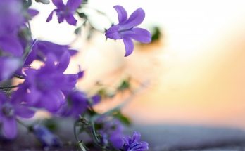 small_violet_flowers-wallpaper-960×540